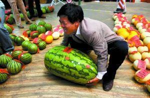 热门大瓜每日大赛,揭秘娱乐圈最新爆料，大赛精彩瞬间回顾